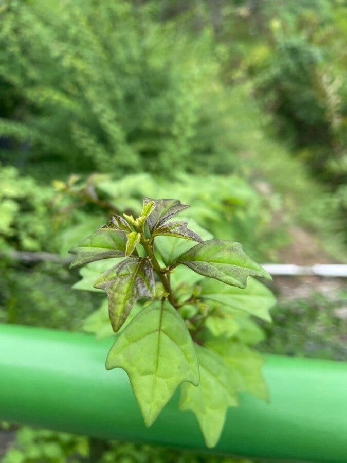 Wild sage 13