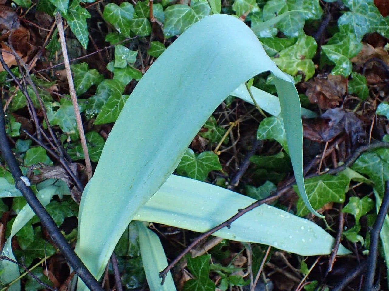 Tulipano 16