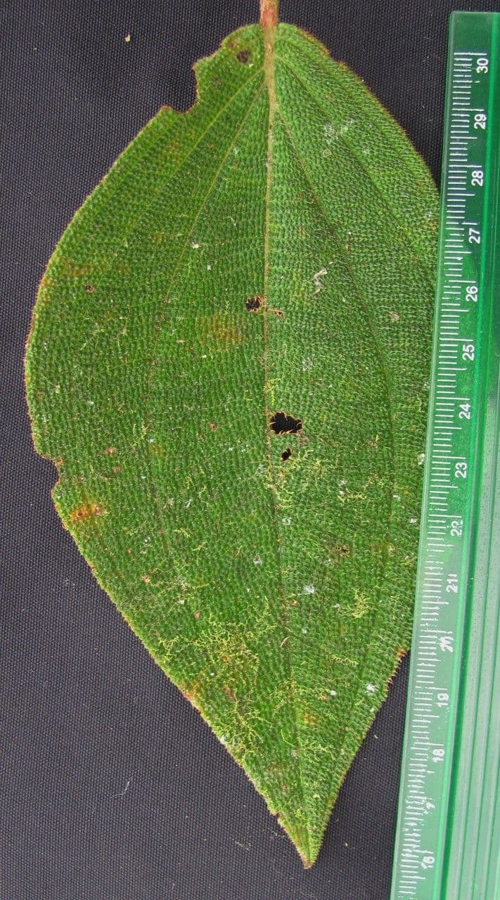 Miconia 18