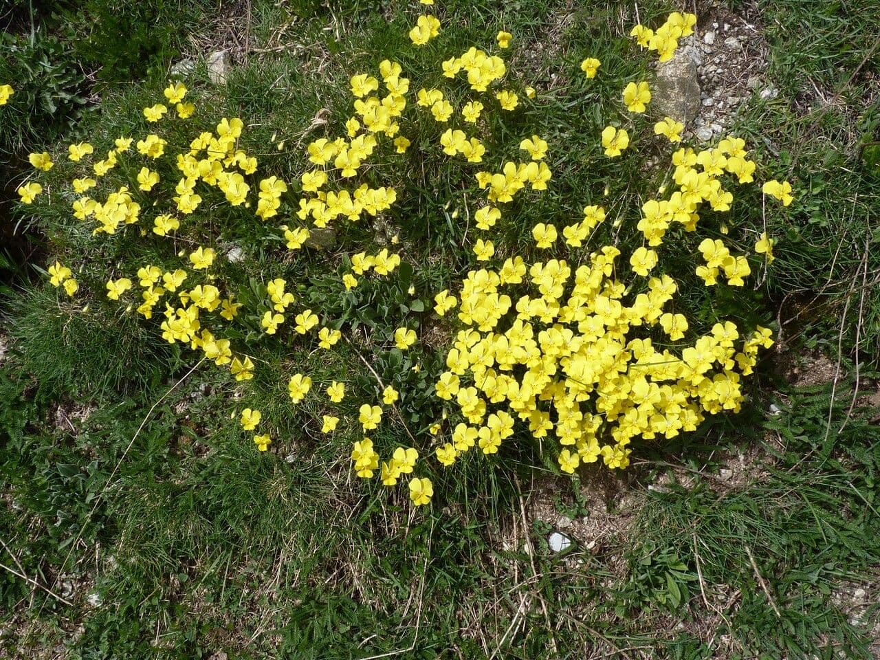 Viola con sperone 9
