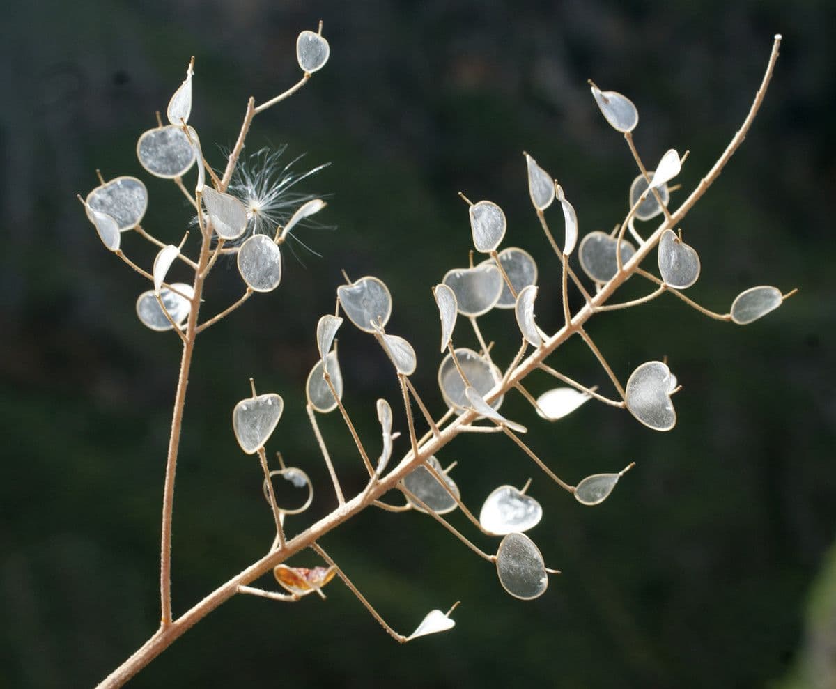 Aurinia saxatilis 26