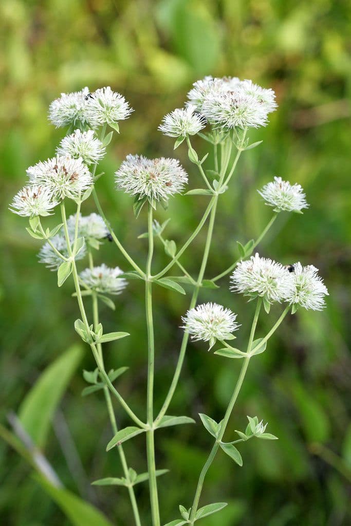 Hyptis alata 4
