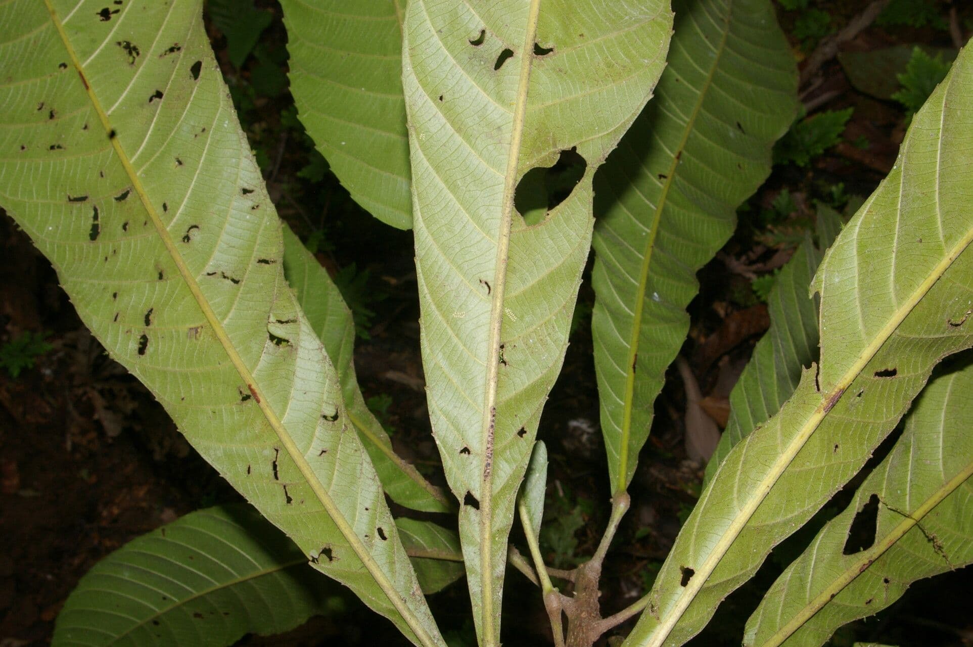 Pausandra 8