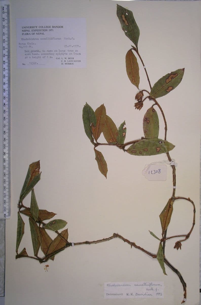 Rododendro