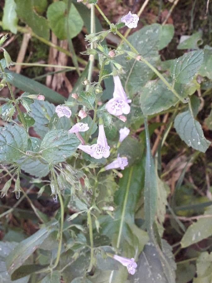 Nepitella 7