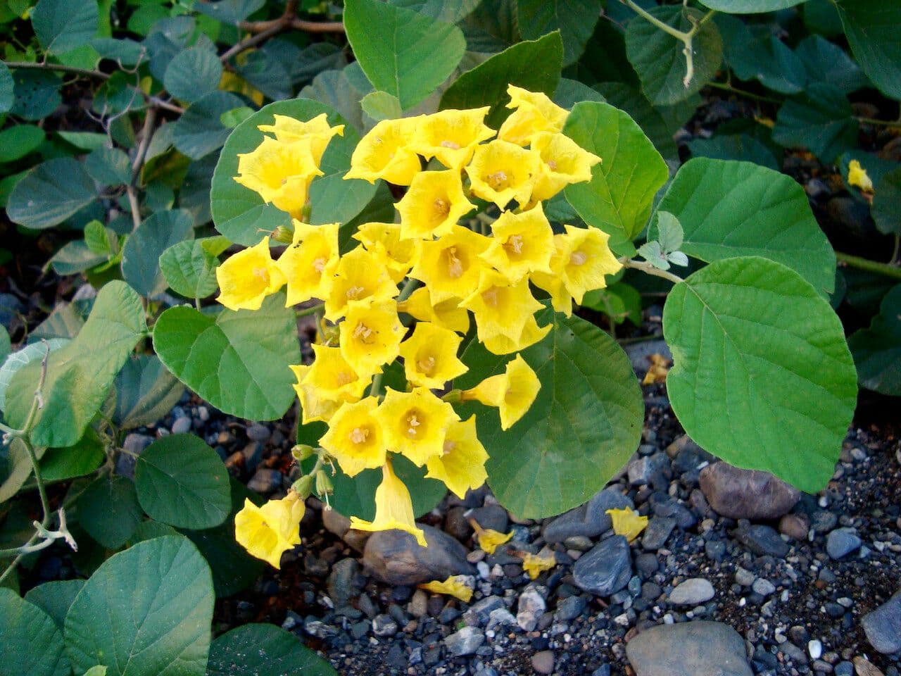 Gelbe Geiger 4
