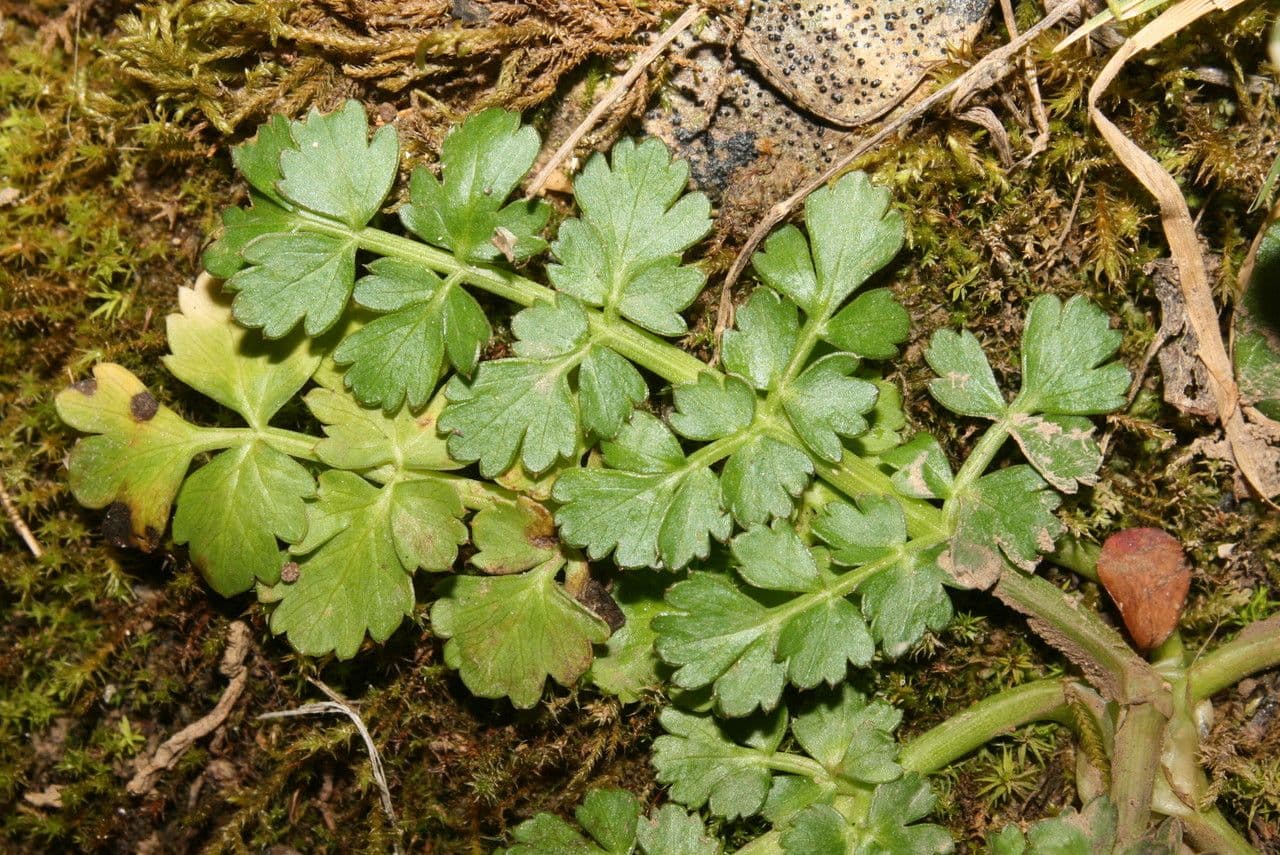 Oenante 15
