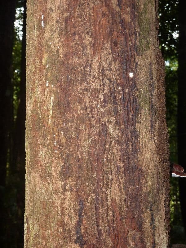 Virola sebifera 18