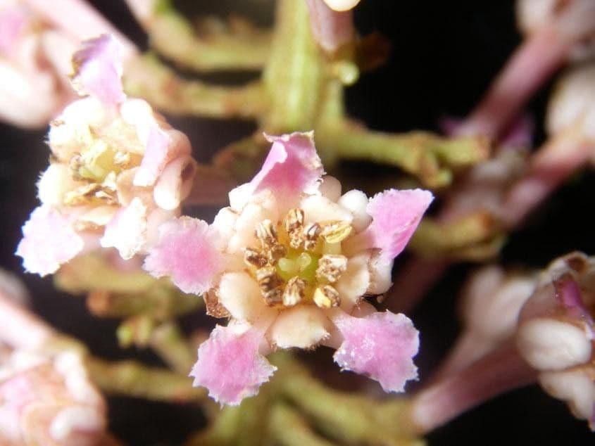 Spachea 6