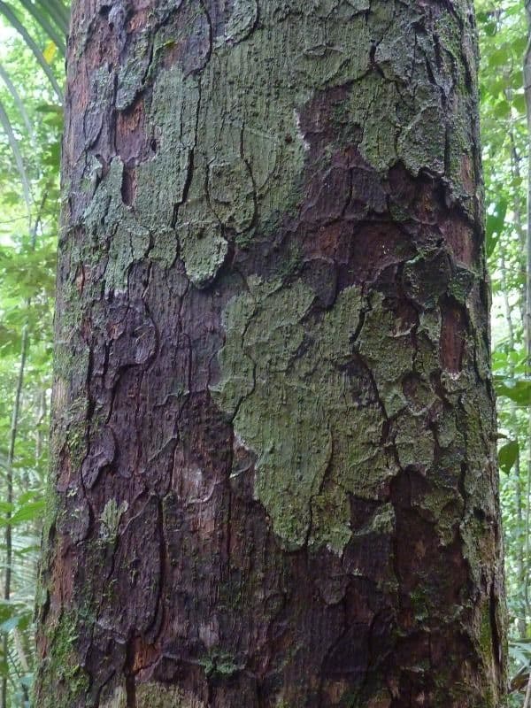 Pouteria venosa 4