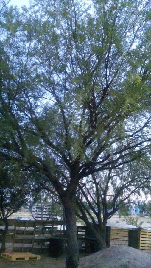 Mesquite liscio