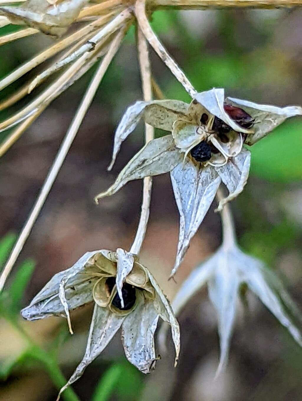 Einblatt-Knoblauch 3