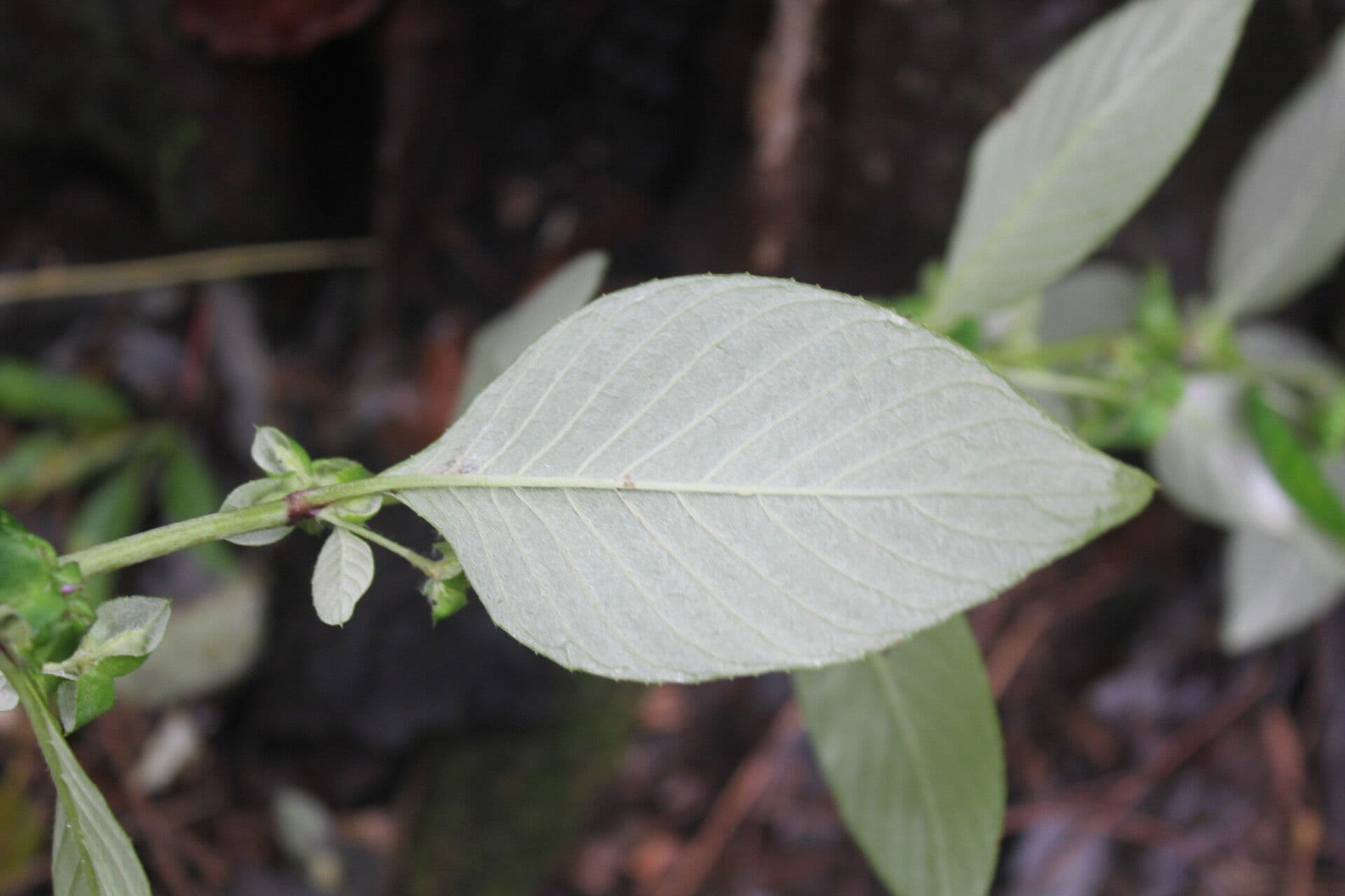 Spiracantha 13