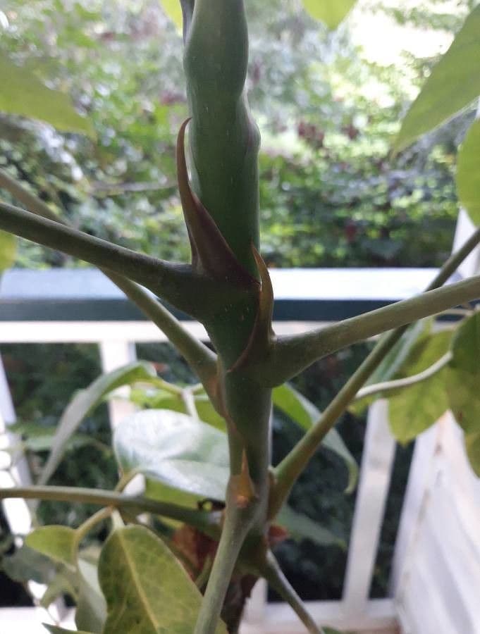Schefflera 22