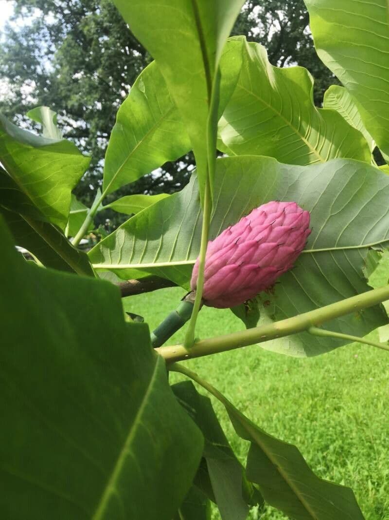 Magnolia a ombrello 28