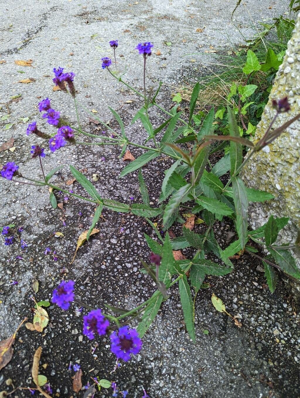 Verbena rigida 14