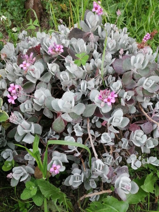 Kalanchoe 5