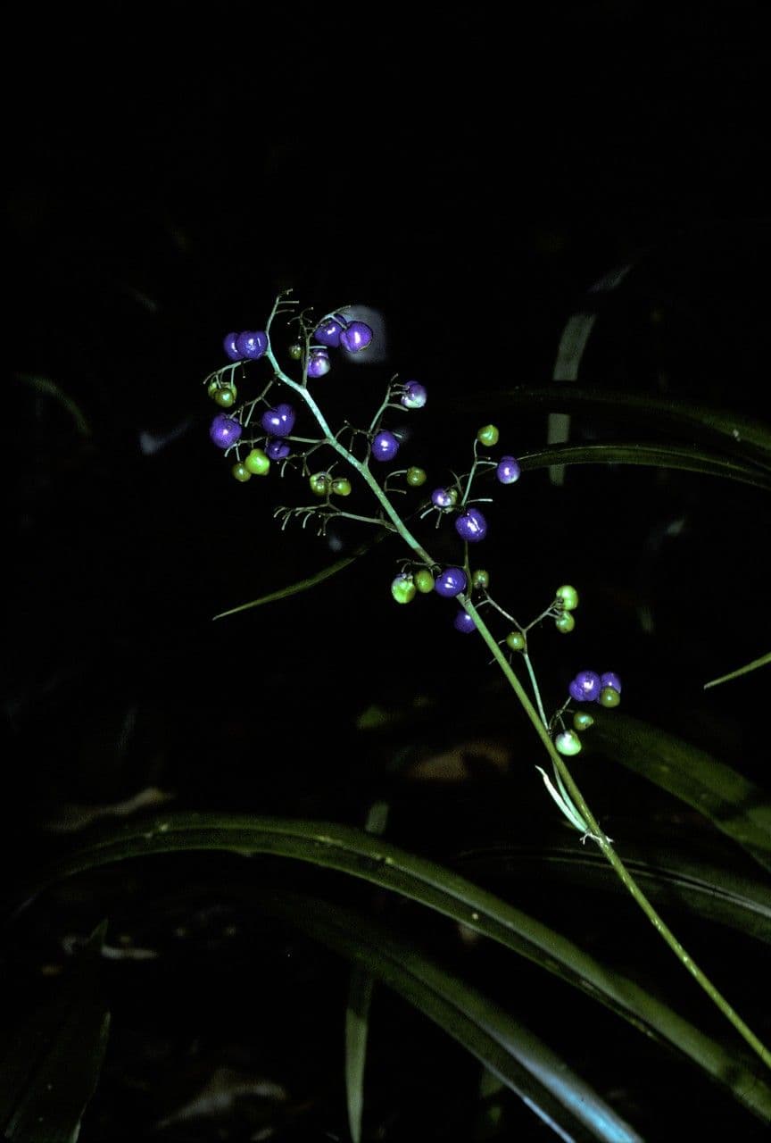 Dianella