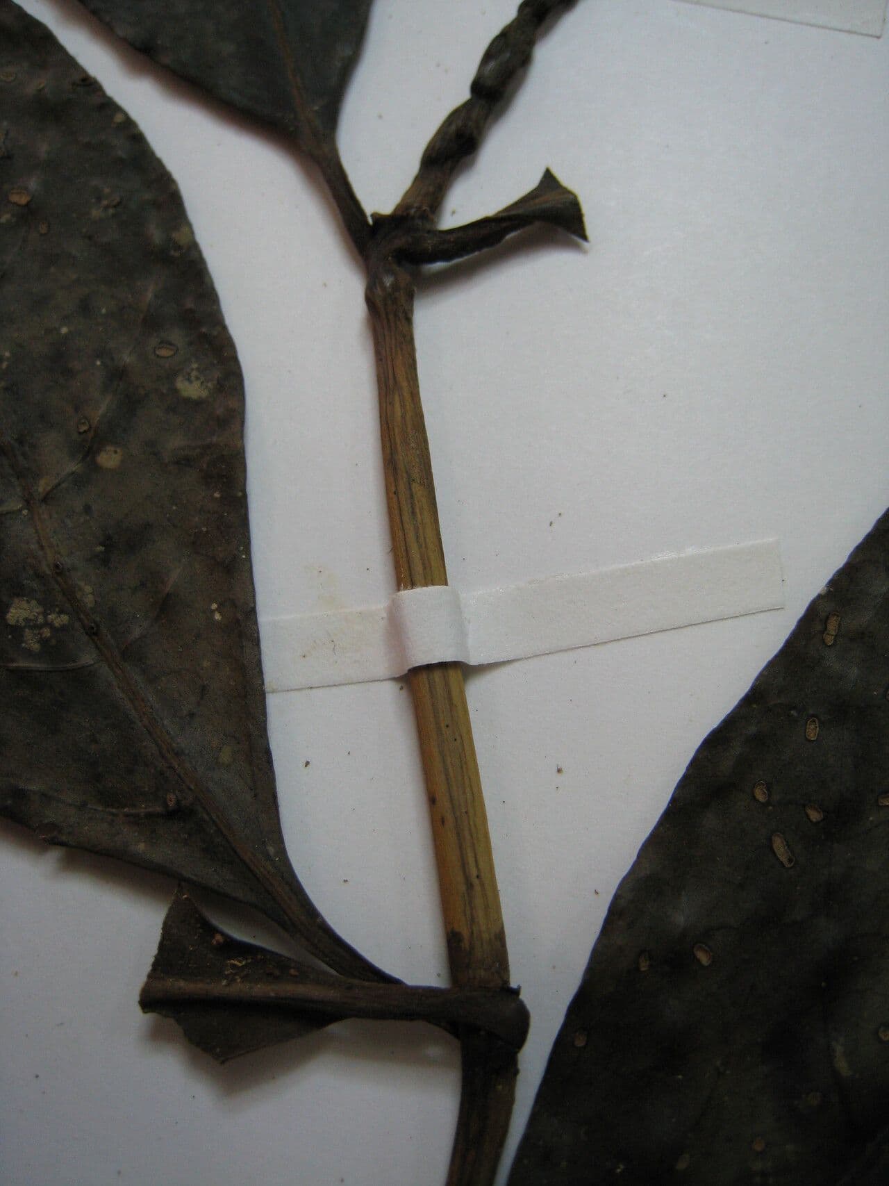 Palicourea 4