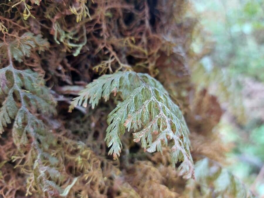 Hymenophyllum 4