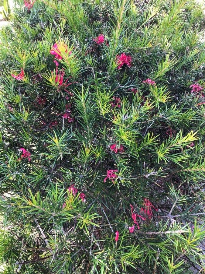 Rosmarinblättrige Grevillea 14