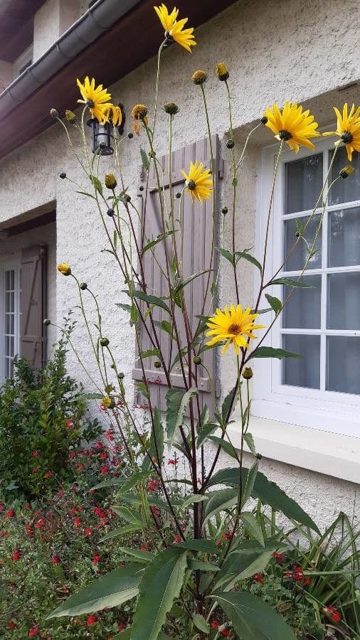 Girasole pauciflora 8