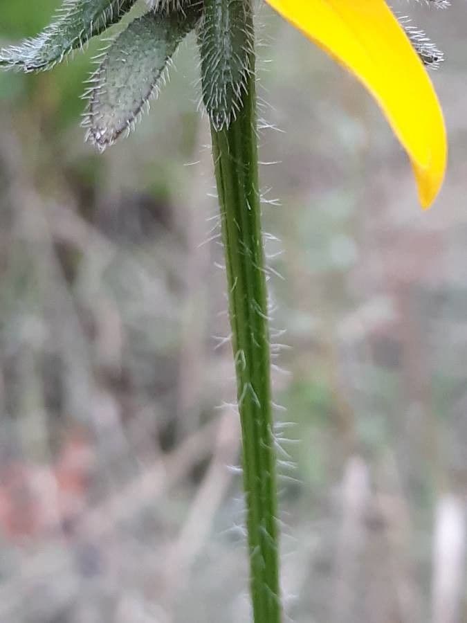 Rudbekia srstnatá 19