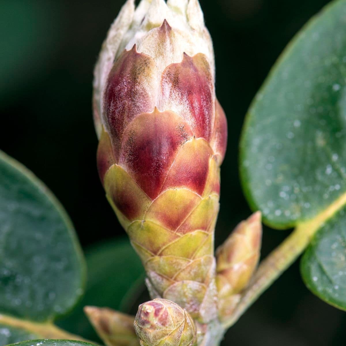 Rododendro 22