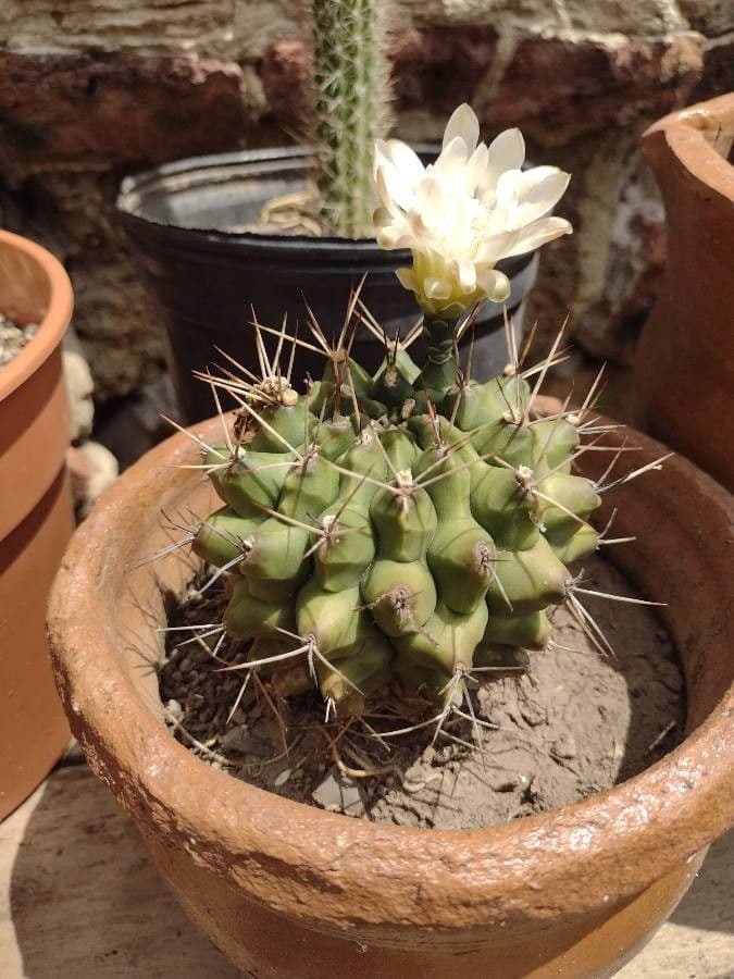 Hakenkaktus