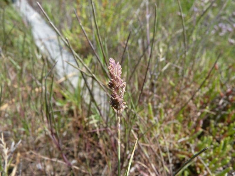 Aeluropus 8