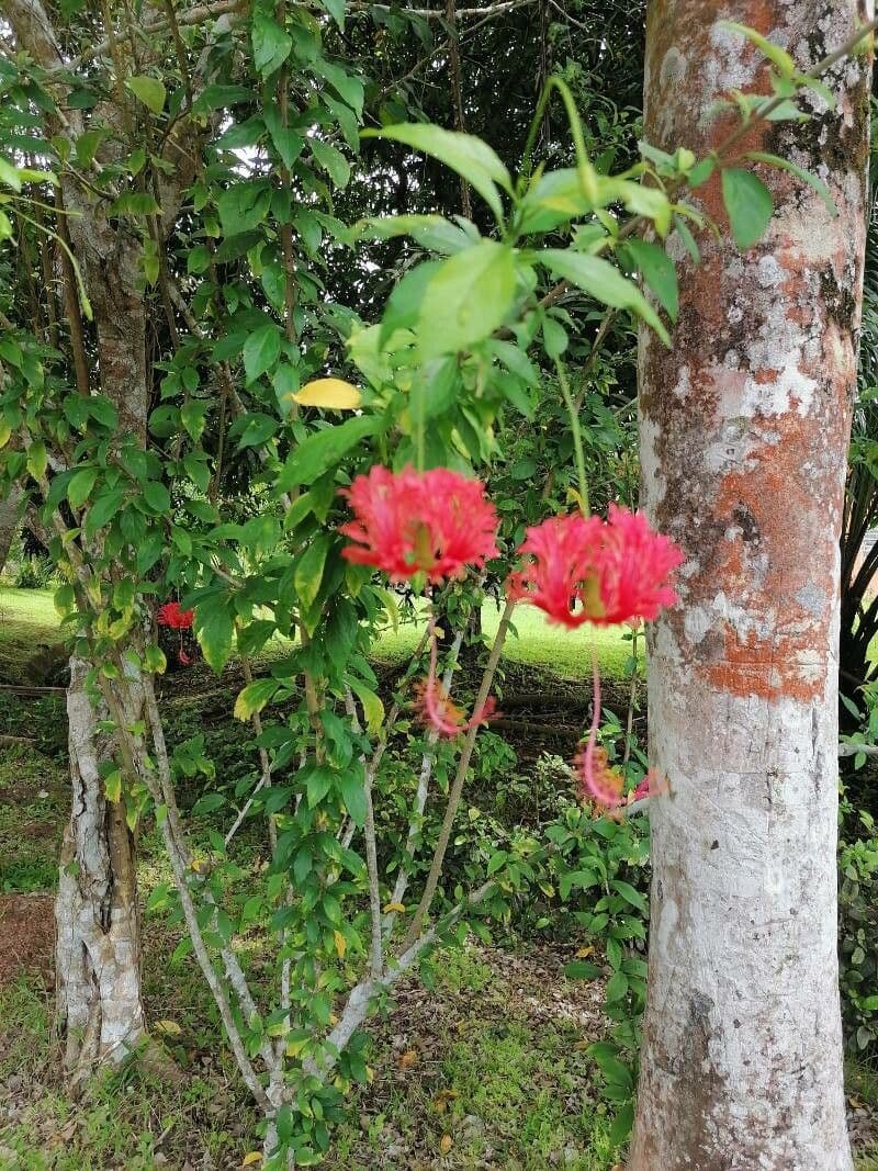 Hibiscus cispadanus 8