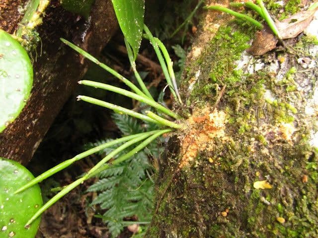 Ceratostylis 13