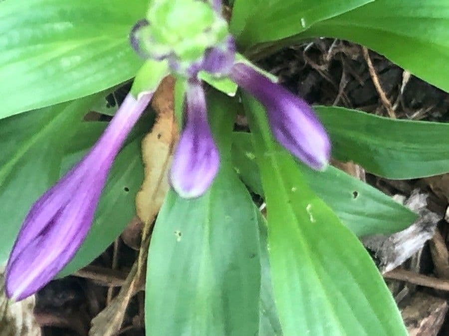 Hosta