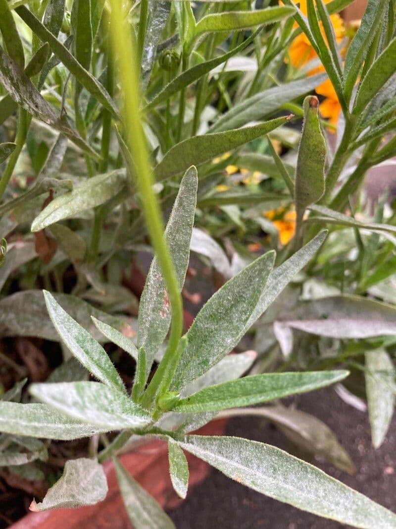Coreopsis grandiflora 16