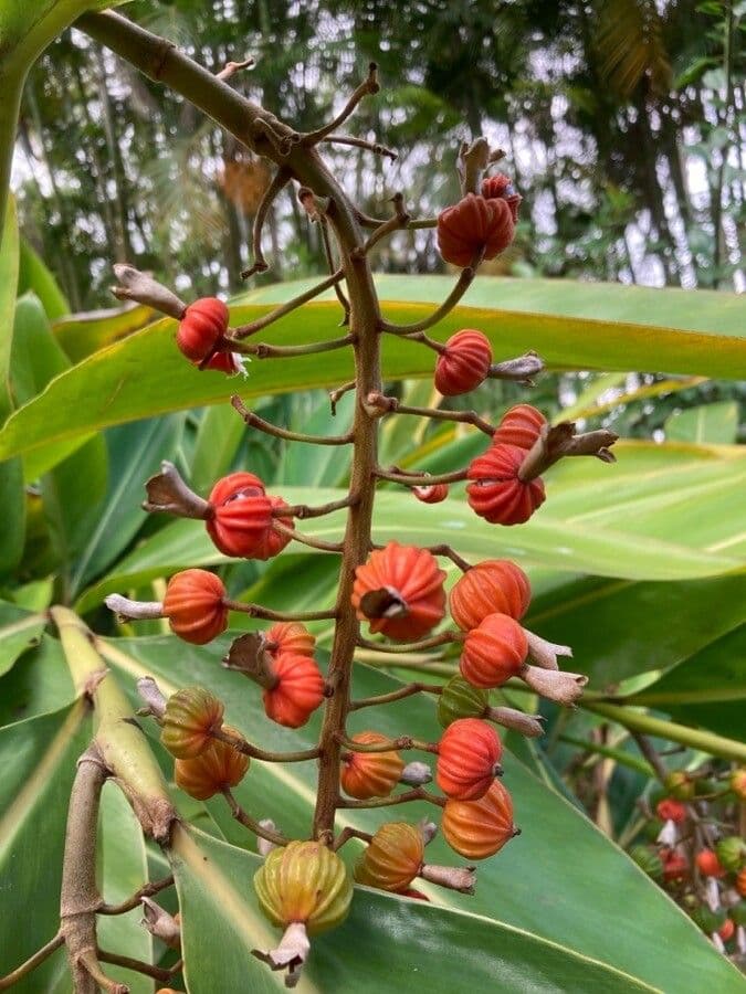Alpinia zerumbet