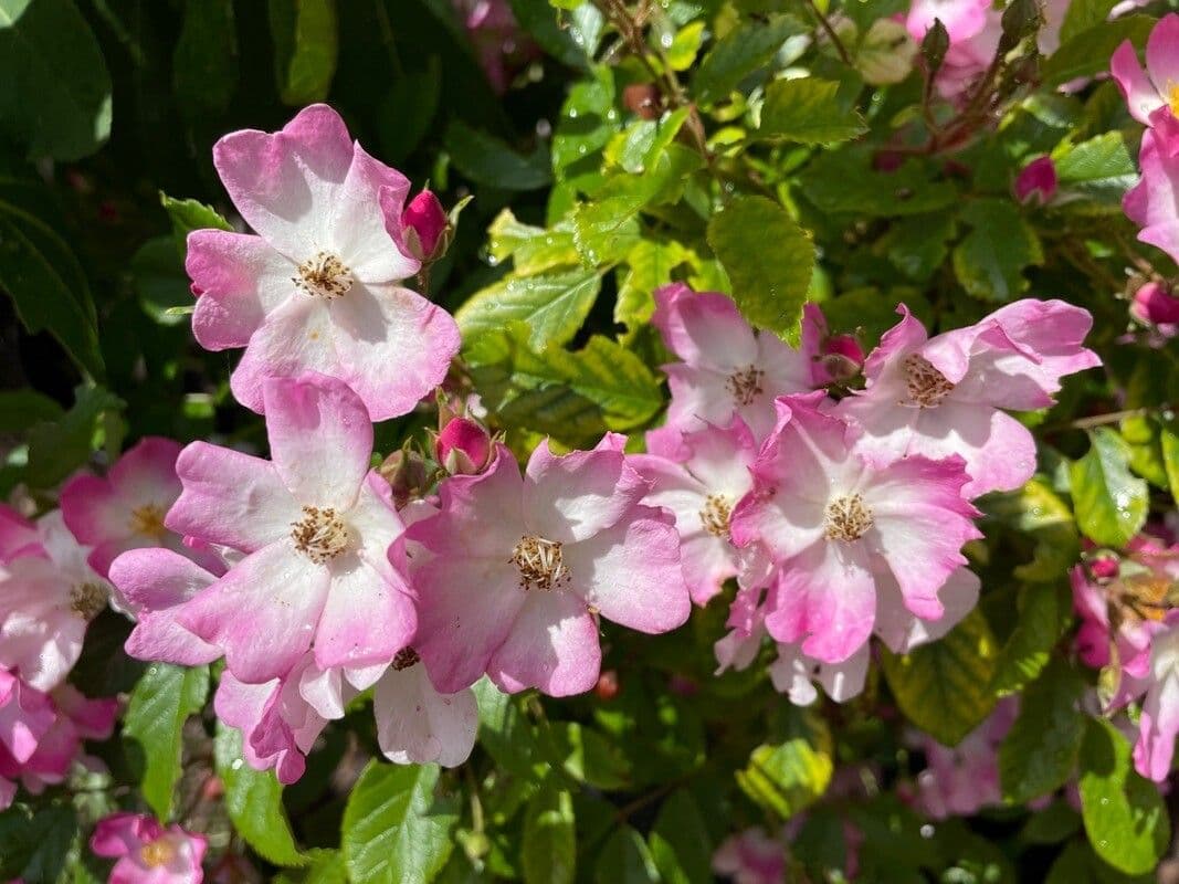 Rosa dei prati 11