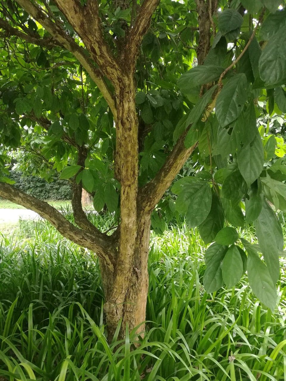 Baccaurea 11