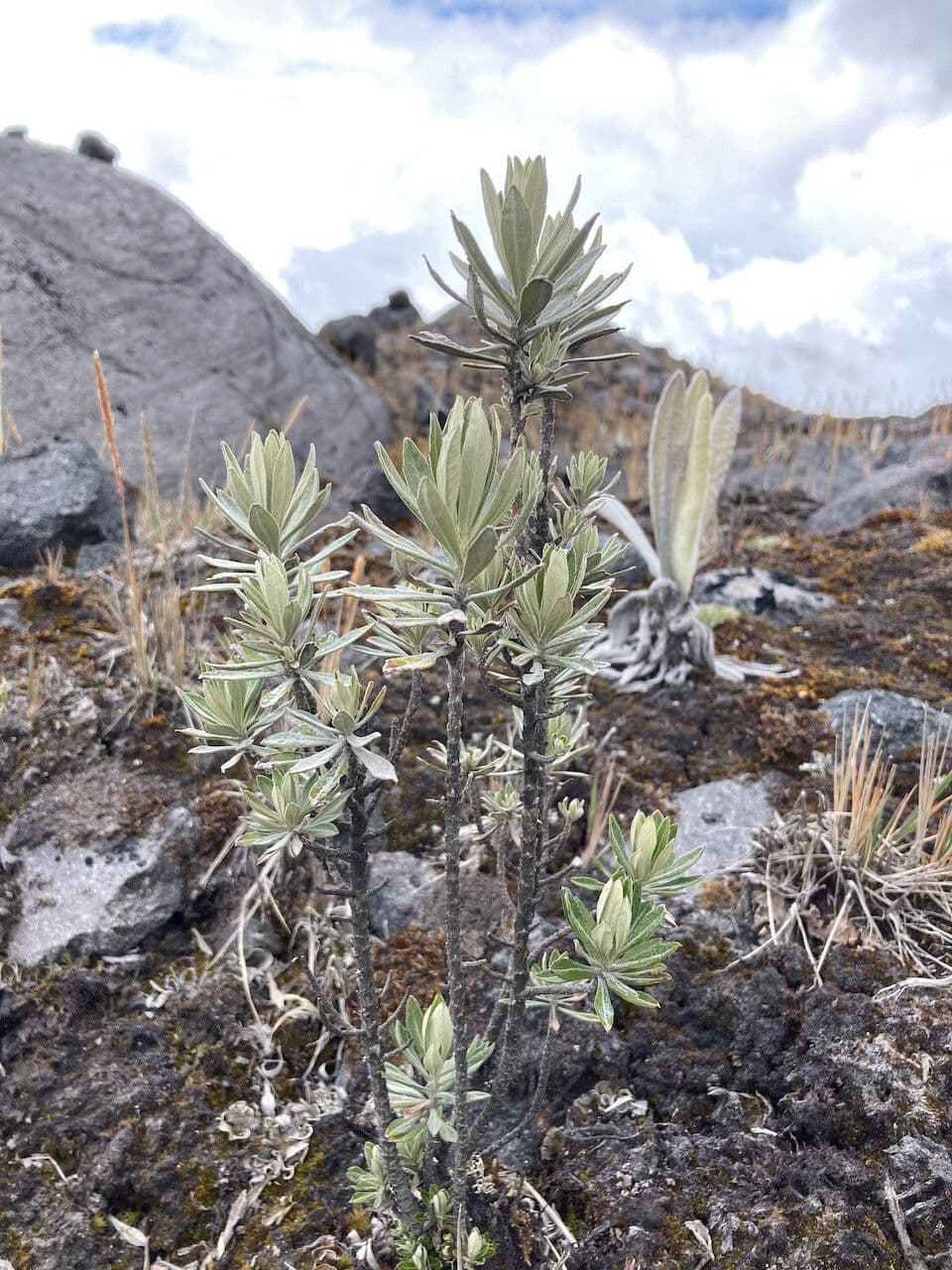 Linochilus 10