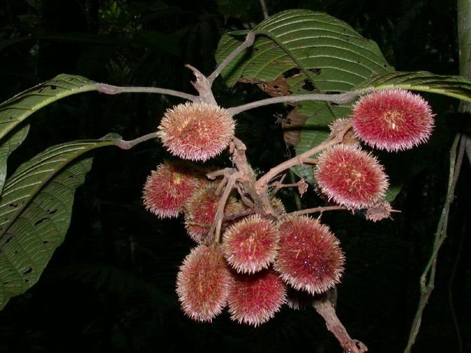 Sloanea 3