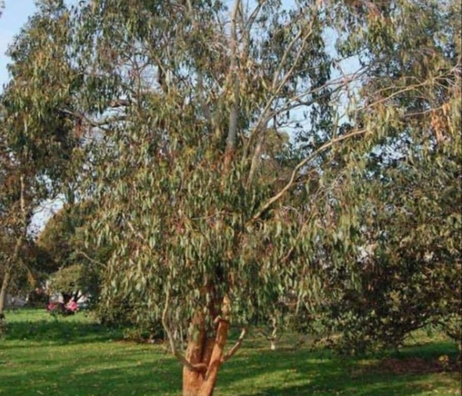 Eucalipto delegatensis 2