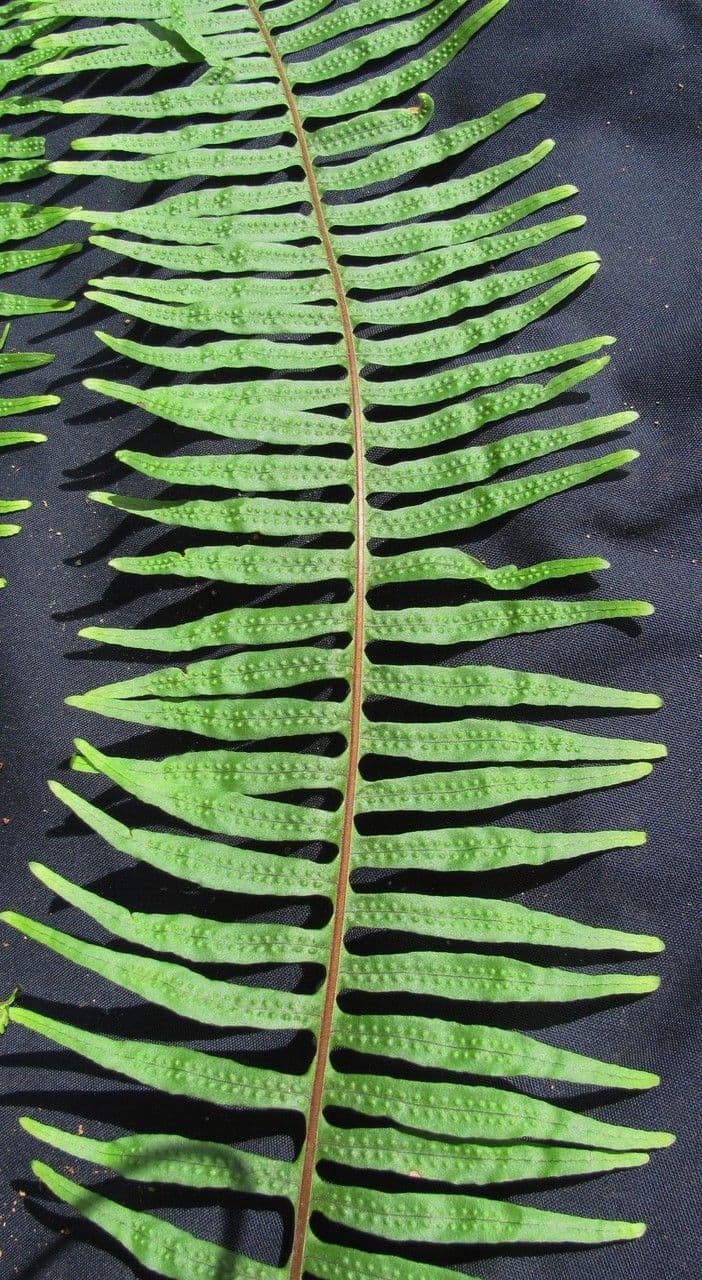 Serpocaulon 2