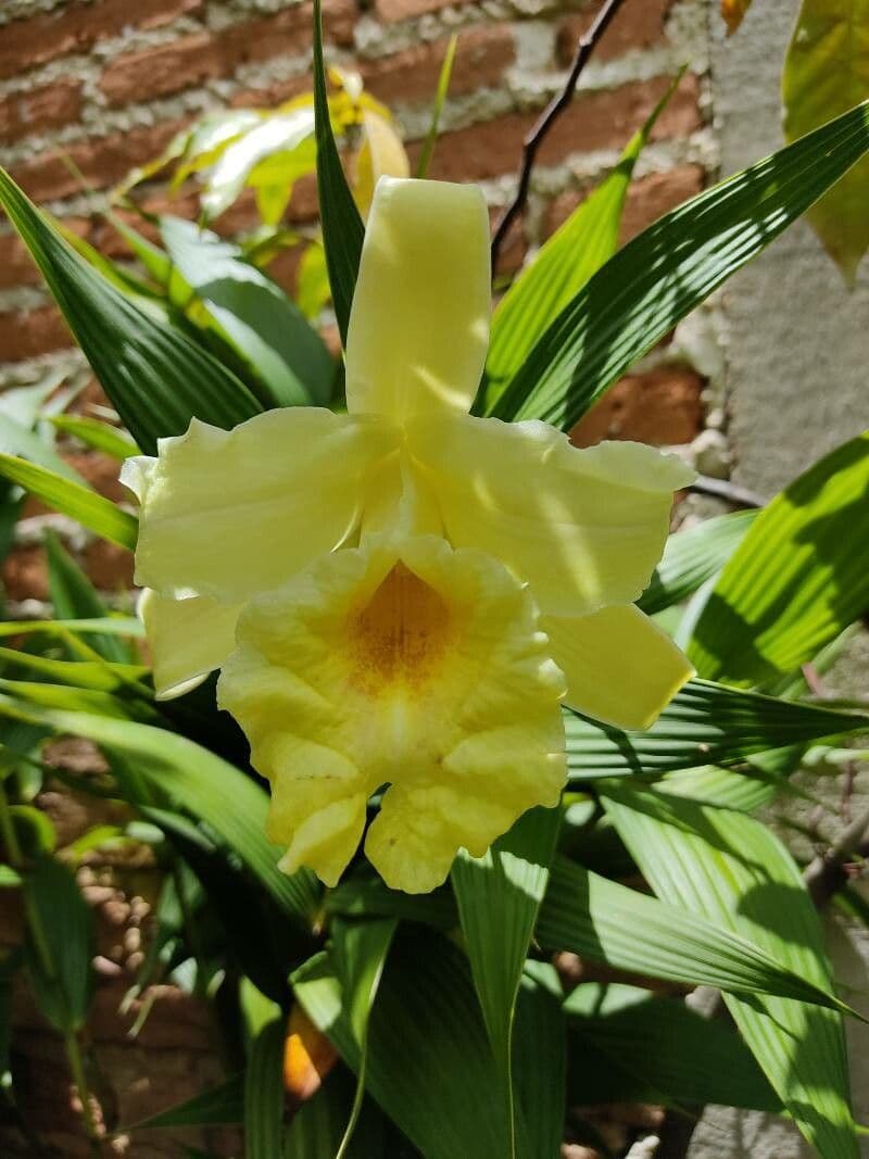 Sobralia 4