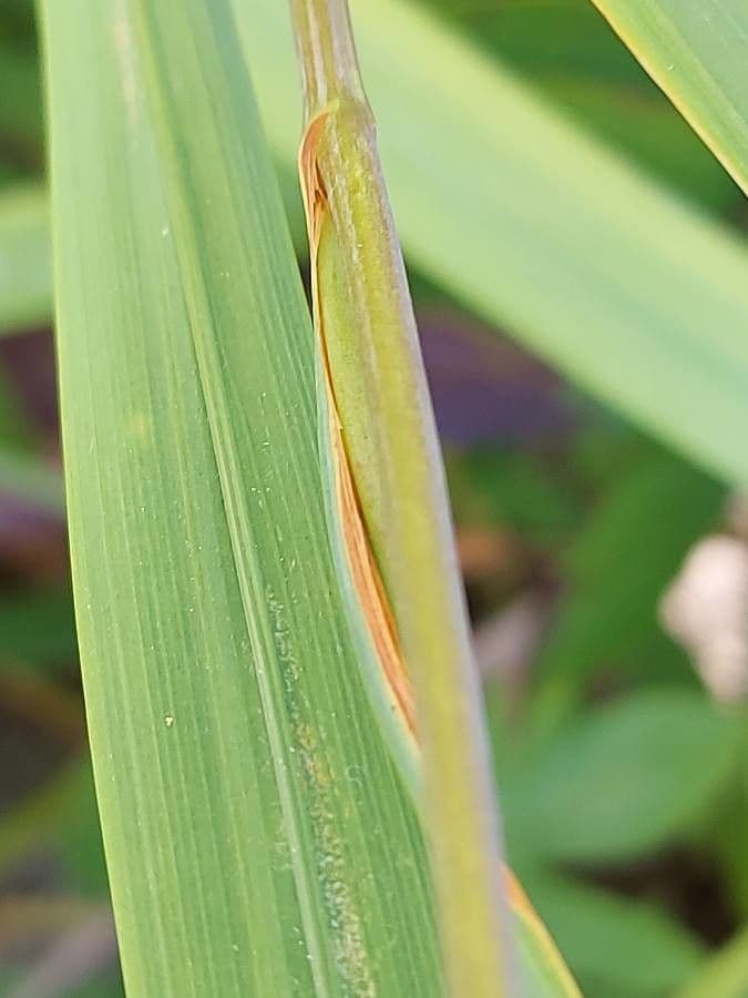 Crocosmia dorata 21