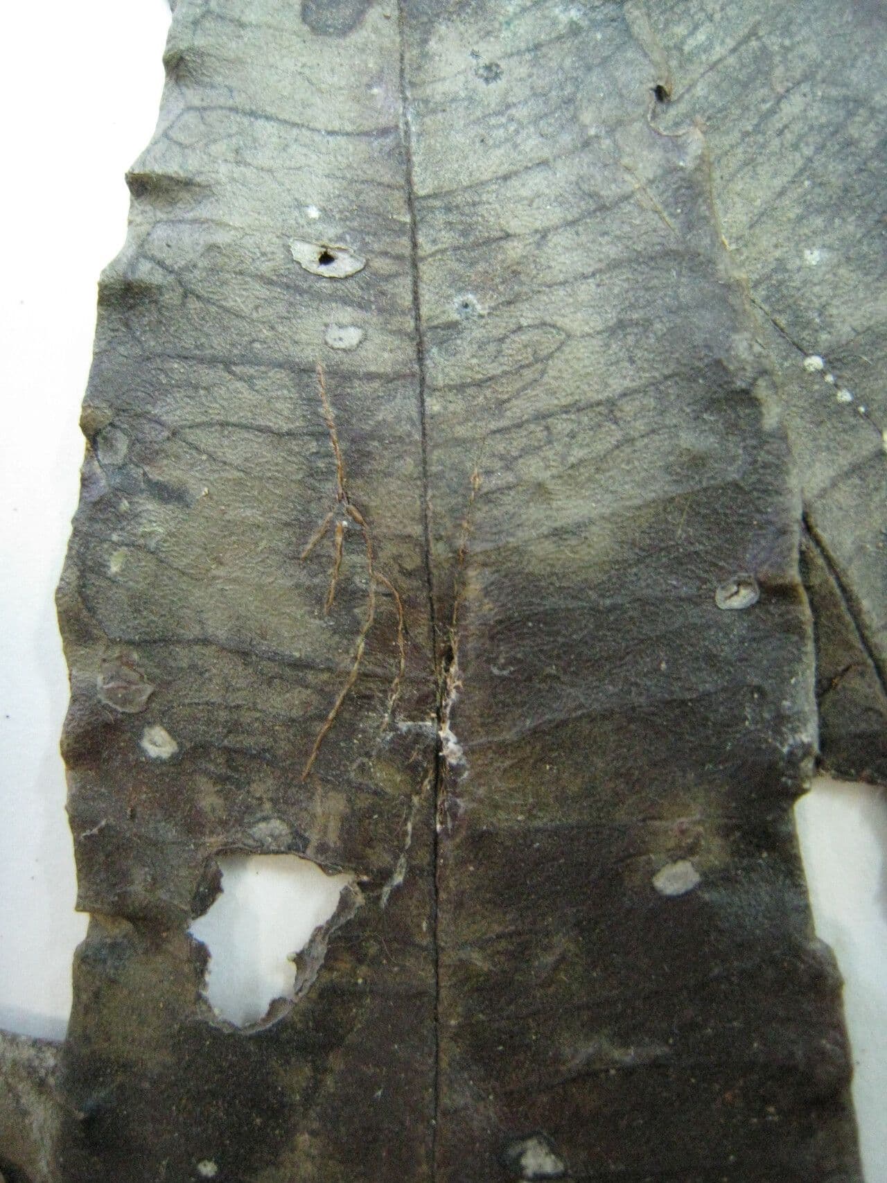 Aspidosperma 5