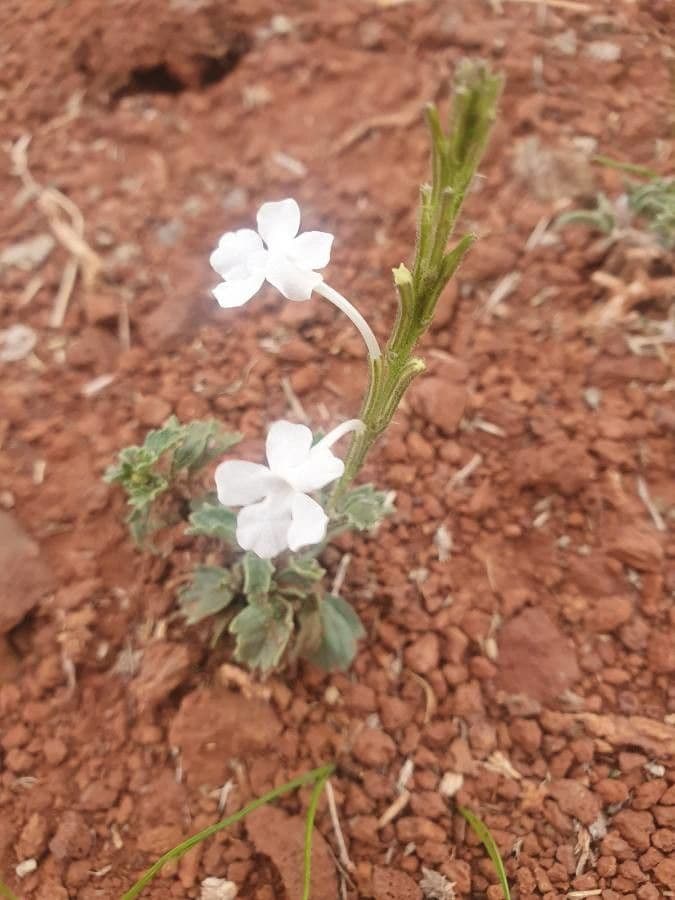 Chasmanthium