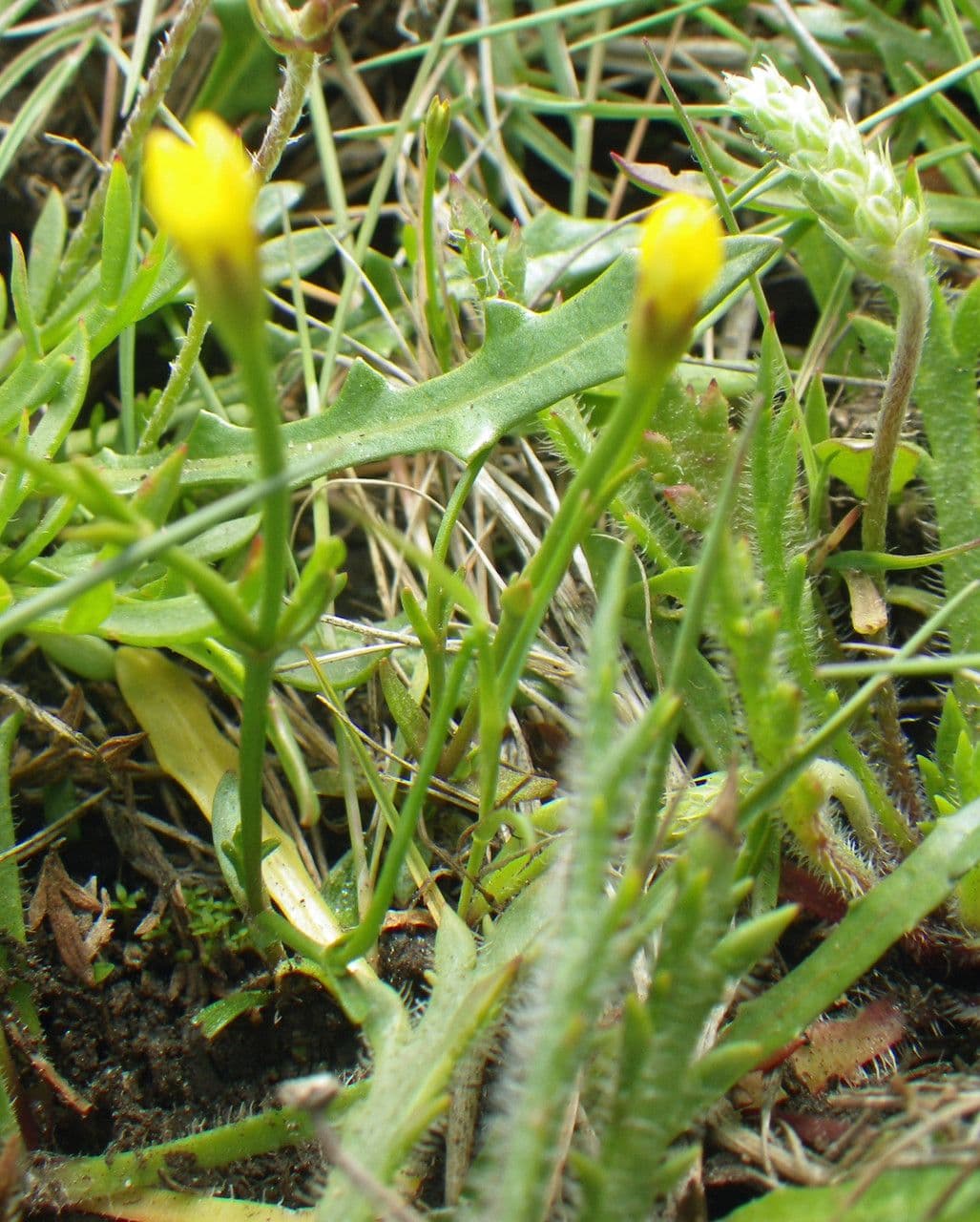 Cicendia filiformis 14