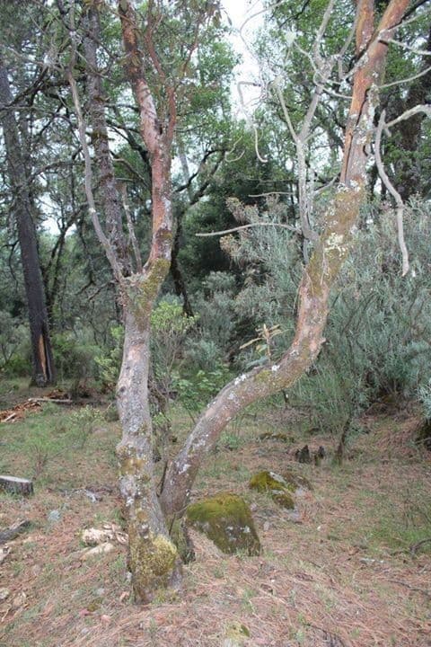 Arbutus xalapensis 13