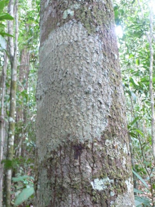 Sacoglottis guayanský 5