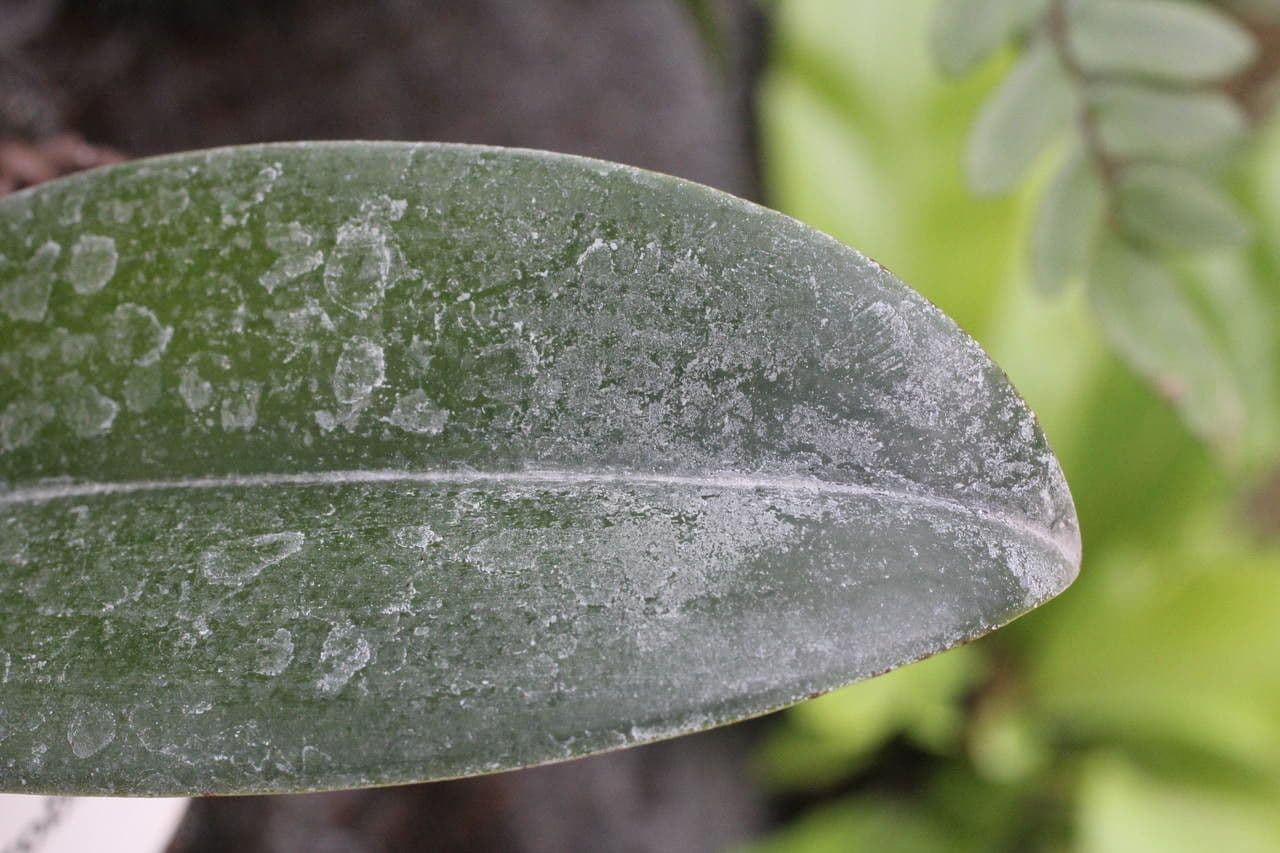 Dendrobium 8