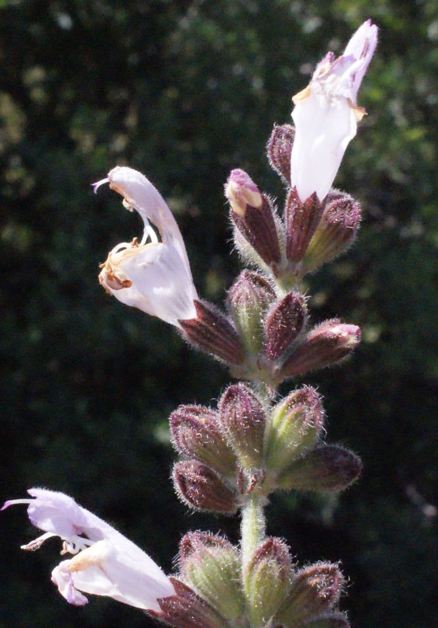 Salvia 2